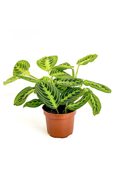 Fidanburada Maranta Leuconeura Lemon Lime - Dua Çiçeği