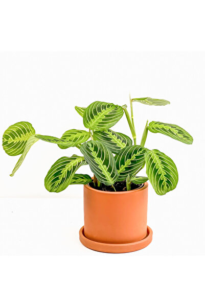 Fidanburada Maranta Leuconeura Lemon Lime - Dua Çiçeği Ruby Terra Cotta Saksılı