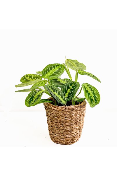 Fidanburada Maranta Leuconeura Lemon Lime - Dua Çiçeği Lanesse Düz Hasır Saksılı