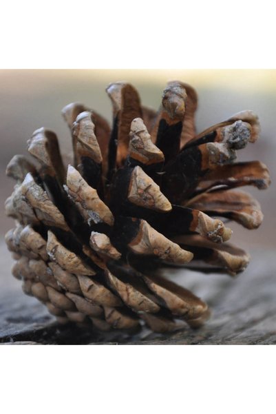 KÜTÜKhouse Pine Cone 20 Pieces
