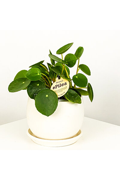 Fidanburada Baby Pilea Beyaz Curvy Saksılı