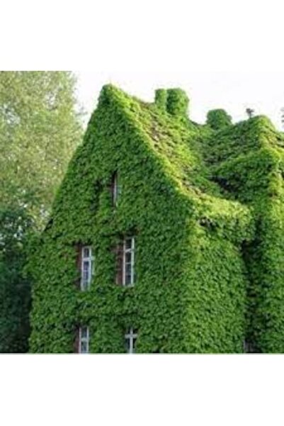 Köy Tohumları 100 Adet Tohum Organik Kurtbağrı Yeşil Sarmaşık Sarmaşık Tohumu...