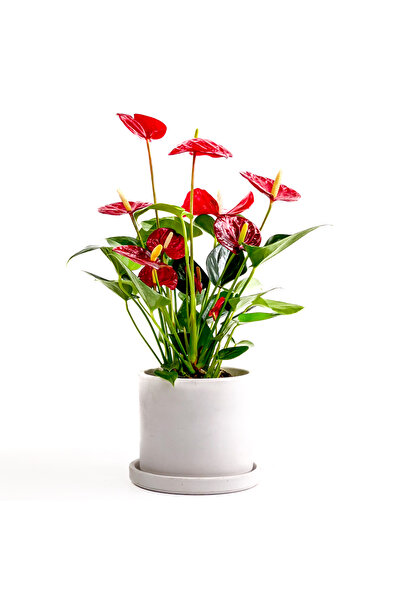 Fidanburada Antoryum Çiçeği-flamingo Çiçeği Ruby Beyaz Saksılı - Anthurium 30...