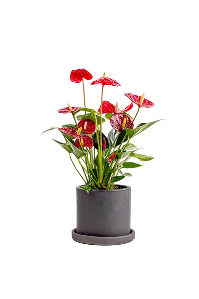Fidanburada Antoryum Çiçeği-filamingo Çiçeği Ruby Antrasit Saksılı - Anthuriu...