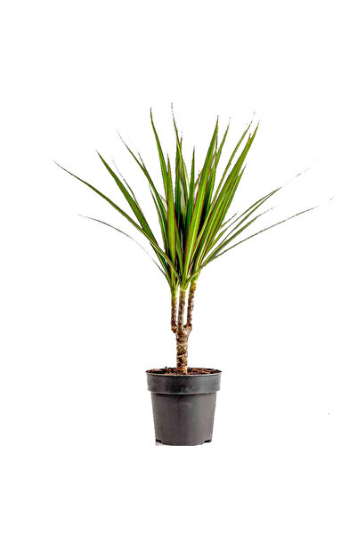 Fidanburada Dracaena Marginata-tek Gövdeli 40-60 Cm
