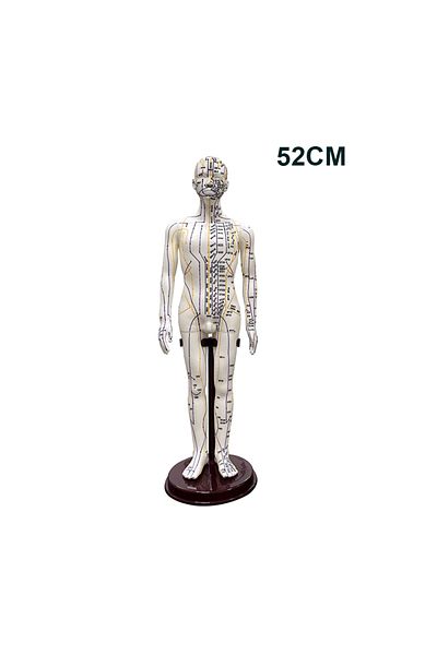 Choice Male 52CM Adult Human Body Acupuncture Model Chinese Medicine Man/Woman Meridians Models Teaching Me