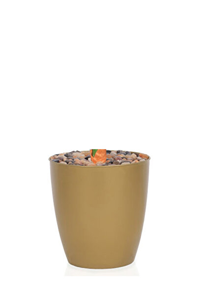 Generic Small banana leaf tree in a plastic container