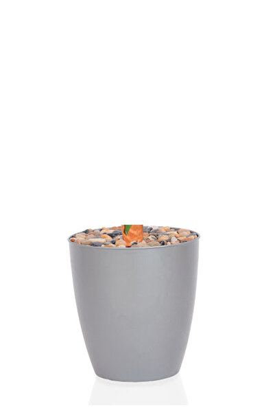 Generic Small banana leaf tree in a plastic container