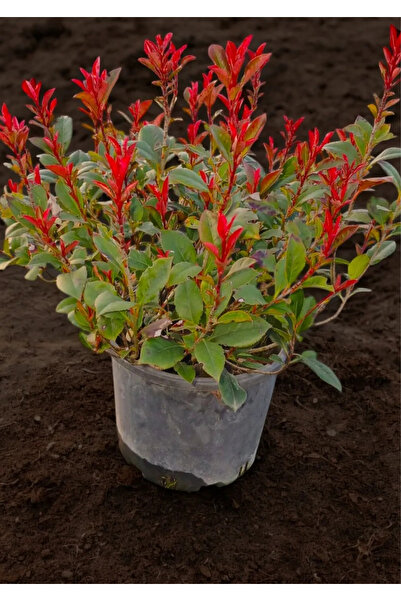 hisarlıkmarket Saksıda Alev Çalısı 40-60 cm 1 Adet