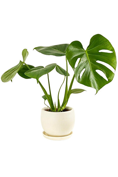 Fidanburada Deve Tabanı Beyaz Curvy Saksılı - Monstera Deliciosa