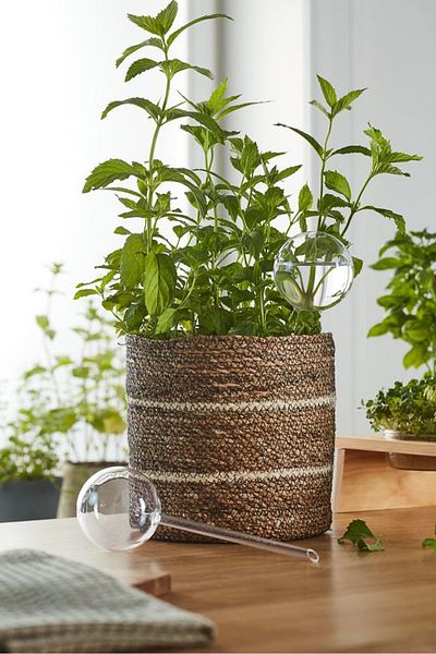 Tchibo 2 Pcs Plastic Balls Garden Water Device Watering Bulbs for Plant, Transparent