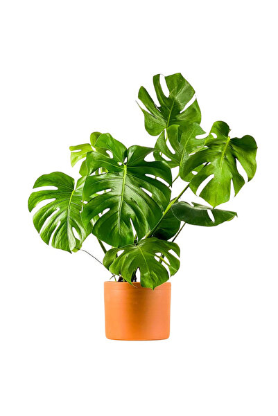 Fidanburada Deve Tabanı Ruby Terra Cotta Saksılı Monstera Deliciosa