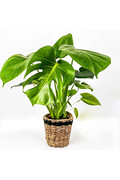 Fidanburada Deve Tabanı Bitkisi- Monstera Deliciosa Lanesse Siyah Hasır Saksılı
