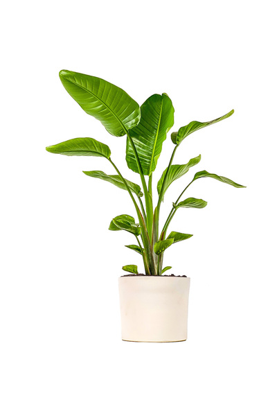 Fidanburada Starliçe - Ruby Beyaz Saksılı 100-120cm