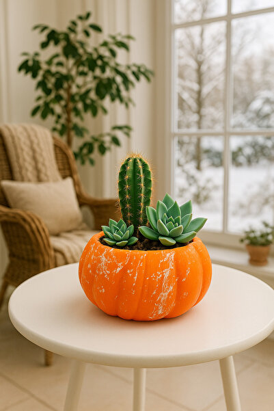 Home Balkabağı Saksı