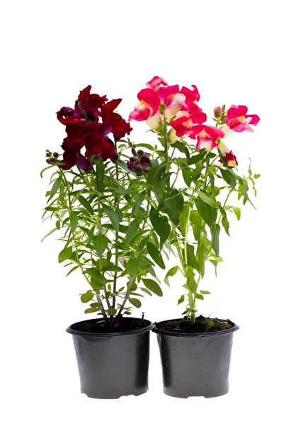 Bitkim Sende Kokulu Aslanağızı Çiçeği 2 Adet Bordo/Pembe Renk Saksılı 15-25cm
