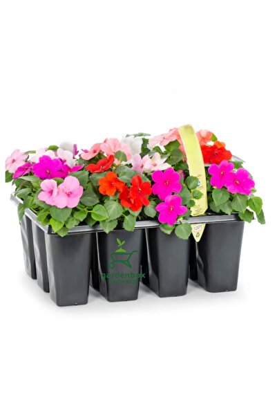 Gardenbox Cam Güzeli Çiçeği Karışık Renk İthal 2 Adet Saksılı 10-15cm