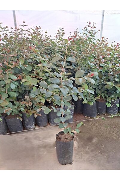 Gardenbox Evgenya Çalısı 3 Adet Saksılı Bahçe Çit Bitkisi Görsel Peyzaj Çalıs...