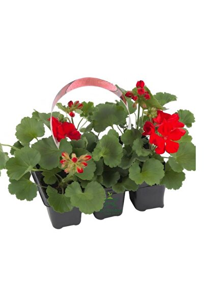 Bitkim Sende Kırmızı Sardunya Fidesi 2 ADET Saksılı 10-25cm Salon Balkon Çiçeği