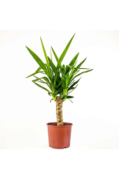 Fidanburada Yuka Bitkisi (yucca Massengena) Tek Gövdeli