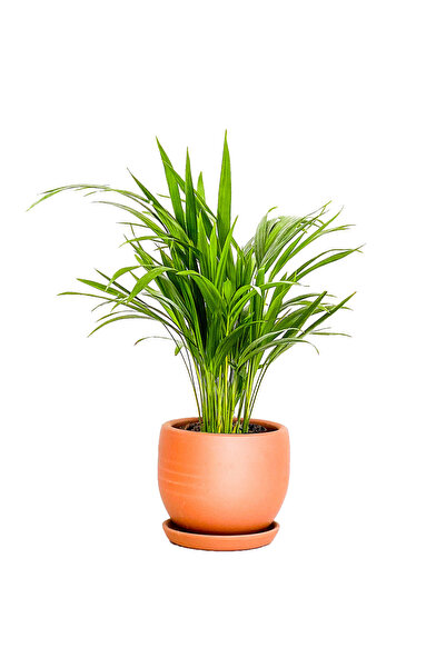 Fidanburada Areka Palmiyesi - Curvy Terra Cotta Saksılı - Areca Dypsis Lutesc...