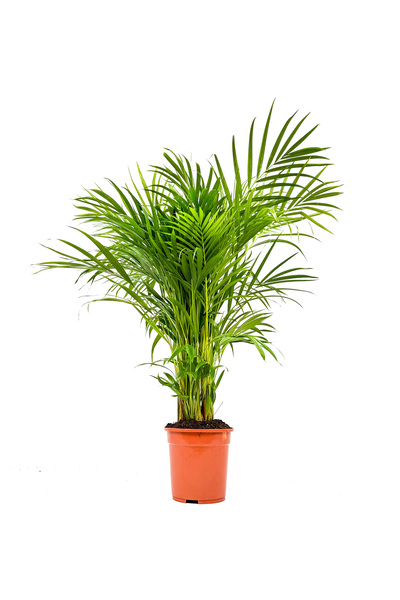 Fidanburada Areka Palmiyesi Large -Areca Dypsis Lutescens