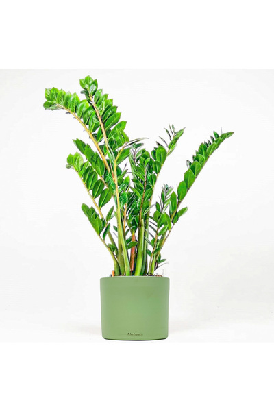 Fidanburada Zamia Bitkisi - Zamioculcas Ruby Yeşil Saksılı