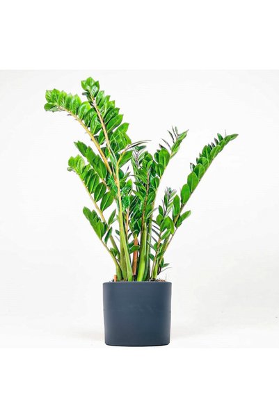 Fidanburada Zamia Bitkisi - Zamioculcas Ruby Antrasit Saksılı