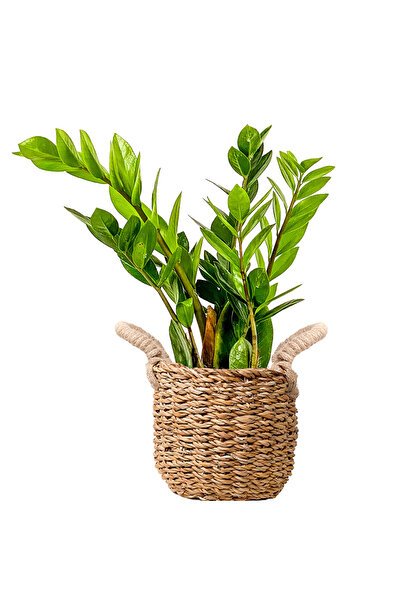 Fidanburada Zamia Bitkisi - Basic Hasır Saksılı Zamioculcas 30-40 Cm