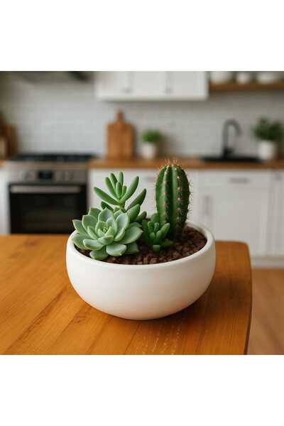 Home Dekoratif Sukulent, Kaktüs ve Aranjman Saksısı