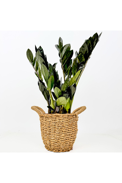 Fidanburada Siyah Zamia Bitkisi - Zamioculcas Raven Basic Hasır Saksılı 30-40...