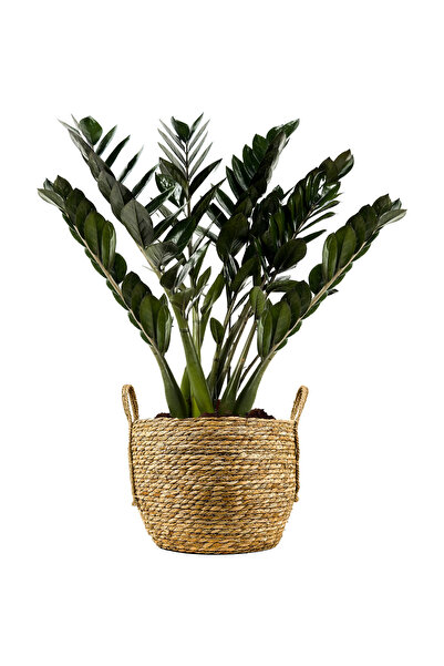 Fidanburada Siyah Zamia Large (Zamioculcas Zamiifolia) Boho Hasır Saksılı