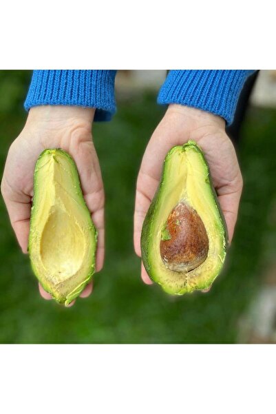 Feride'nin Bahçesi 10 ADET AVOKADO