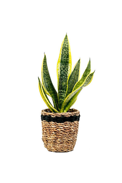 Fidanburada Bodur Paşa Kılıcı Lanesse Siyah Hasır Saksılı Sansevieria Laurent...