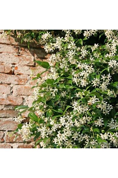 HİLAL TARIM ÇİFTLİĞİ Arap yasemini fidanı yoğun kokulu tüplü