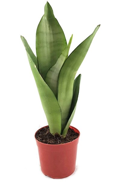Byaysima Sansevieria Moonshine Canlı Saksıda Ithal Ay Işığı Paşa Kılıcı Ev Ofis Salon Bitkisi