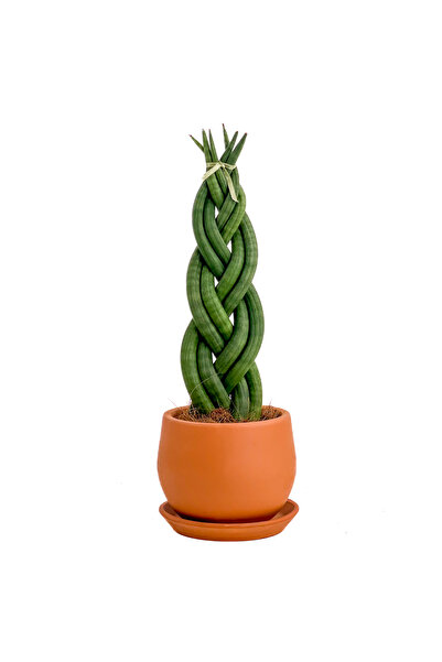 Fidanburada Örgülü Paşa Kılıcı-curvy Terra Cotta Saksılı Sansevieria Cylindri...