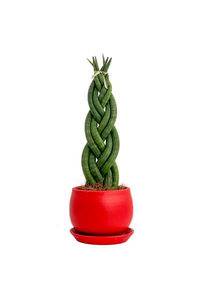Fidanburada Örgülü Paşa Kılıcı-curvy Kırmızı Saksılı Sansevieria Cylindrica B...