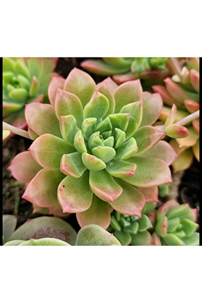 SukuLand Echeveria Marcus özel tür sukulent 5,5cm saksıda