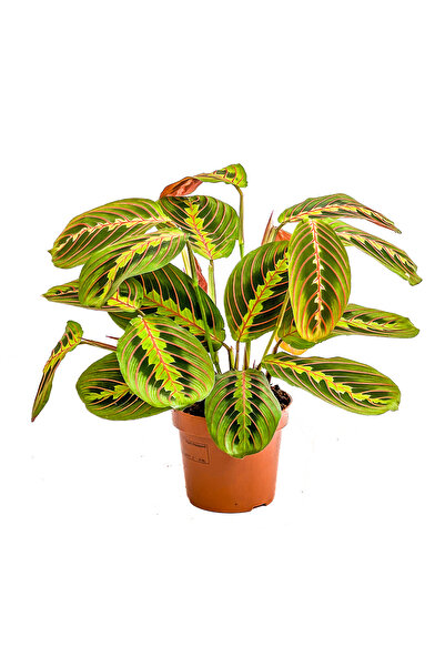 Fidanburada Maranta Fascinator-dua Çiçeği