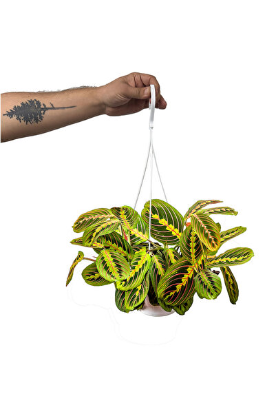 Fidanburada Maranta Fascinator - Dua Çiçeği - Askılı Saksıda