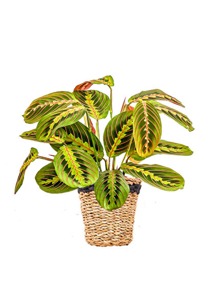 Fidanburada Maranta Fascinator Lanesse Siyah Hasır Saksılı Dua Çiçeği