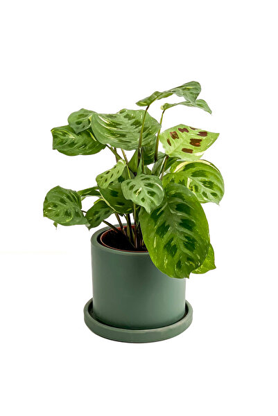 Fidanburada Maranta Kerchoveana-ruby Yeşil Saksılı Dua Çiçeği
