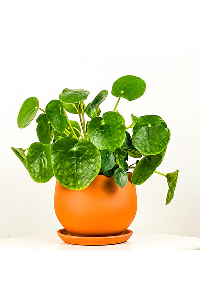 Fidanburada Pilea Peperomioides Terra Cotta Curvy Saksılı - Çin Para Bitkisi