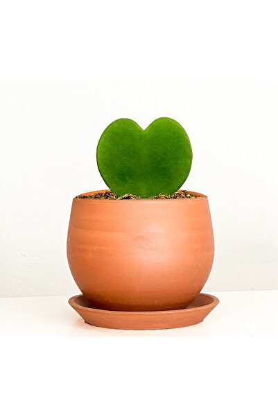 Fidanburada Hoya Kerrii (kalp Sukulent) Terra Cotta Curvy Saksılı