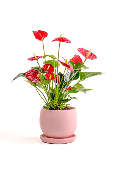 Fidanburada Antoryum Çiçeği-flamingo Çiçeği Curvy Pembe Saksılı - Anthurium 30-40 Cm