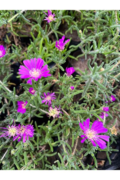 Birtutamrenk Acem Halısı Çiçeği