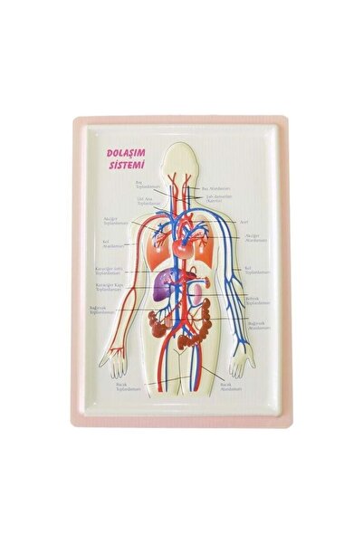 Puti PUTİ KABARTMALI DOLAŞIM SİSTEMİ