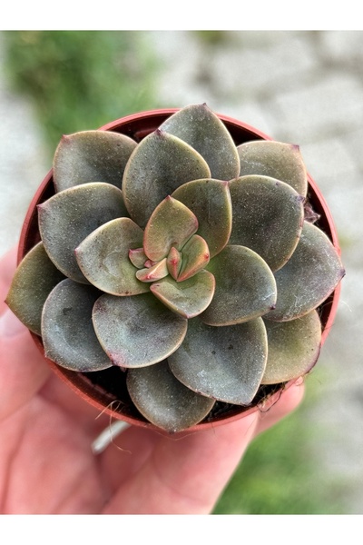 SukuLand Echeveria Chroma Koleksiyonluk Özel Tür 5,5cm Saksıda