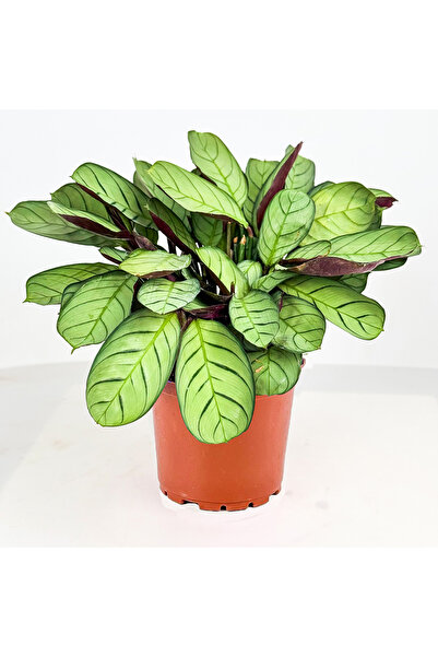 Fidanburada Calathea Ctenanthe - Burle Marxii 'amagris' 30-40 Cm